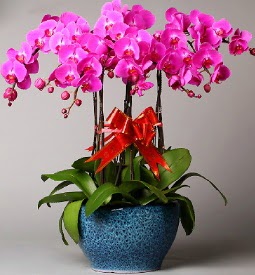 7 dall mor orkide  zmit iinde muhteem ve etkili hediyelikler 