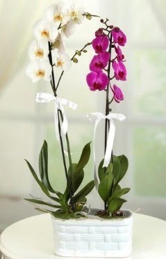 1 mor 1 dal beyaz thal orkide sepet ierisinde  Kocaeli en zel ve en gzel anlarnzda ieklerimizile sizleri mutlu ediyoruz 