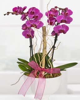 2 dall nmor orkide  zmit Kocaeli Darca iekileri iinde lider ieki firmamz sizler sayesinde bymektedir 
