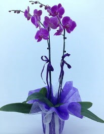 2 dall mor orkide  Kocaeli bu kadar etkileyici iekleri hemen imdi sipari edin 