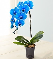 1 dall sper esiz mavi orkide  Kocaeli en zel ve en gzel anlarnzda ieklerimizile sizleri mutlu ediyoruz 