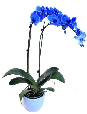 Seramikli 2 dall sper esiz mavi orkide  Kocaeli iek sitemizden yeliksiz online sipari verebilirsiniz 