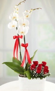 2 dall beyaz orkide ve 7 krmz gl  Kocaeli yurt d iek siparii vermek iin doru yerdesiniz. Bizi arayn 0-262-3315989 