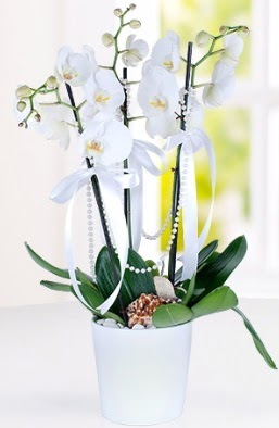 3 dall beyaz orkide  zmit iek ve pasta sat grsel hediyelik sunar 0-262-3315989