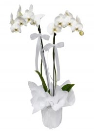 2 dall beyaz orkide  zmit anneler gn iek yollamak iin doru yerdesiniz satn al demeniz kafi 