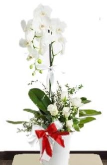 Tek dall beyaz orkide 5 beyaz gl  zmit Kocaeli Krfez online ieki , iek siparii 