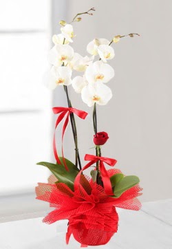 2 dall beyaz orkide ve 1 adet krmz gl  zmit Kocaeli Darca iekileri iinde lider ieki firmamz sizler sayesinde bymektedir 