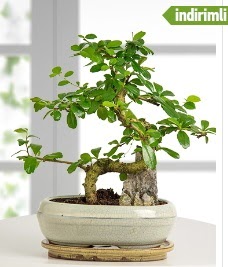 S eklinde ithal gerek bonsai japon aac  zmit Kocaeli iek maazas , ieki adresleri 