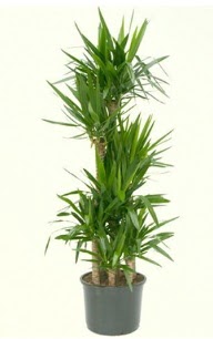 7 li yucca saks bitkisi  Kocaeli iek sitemizden yeliksiz online sipari verebilirsiniz 