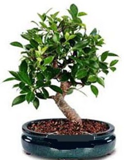 5 yanda japon aac bonsai bitkisi  zmit Kocaeli Darca iekileri iinde lider ieki firmamz sizler sayesinde bymektedir 
