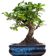 5 yanda japon aac bonsai bitkisi  zmit Kocaeli iek yollayarak sevdiklerinizi martn 
