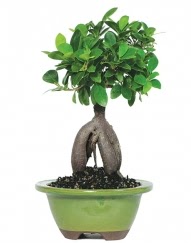 5 yanda japon aac bonsai bitkisi  zmit Kocaeli Glck iek yolla , iek gnder , ieki  