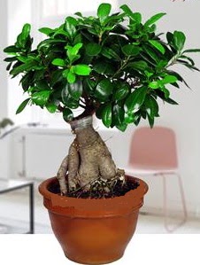 5 yanda japon aac bonsai bitkisi  zmit yurtii ve yurtd iek siparii 
