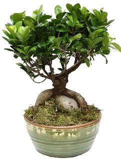 Japon aac bonsai saks bitkisi  zmit Kocaeli Gebze nternetten iek siparii verebilirsiniz. 