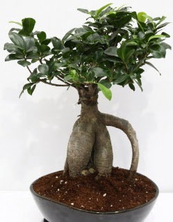 Japon aac bonsai saks bitkisi  zmit iek ve pasta sat grsel hediyelik sunar 0-262-3315989