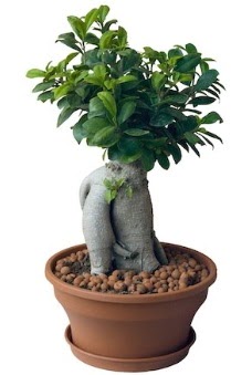 Japon aac bonsai saks bitkisi  zmit Krfez her semtine iek gnderin 