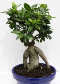 bonsai japon aac saks iei  Kocaeli iek sitemizden yeliksiz online sipari verebilirsiniz 
