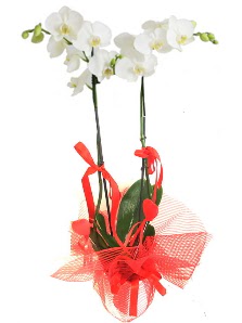 2 dall beyaz orkide bitkisi  zmit iin sevgilime en gzel hediye iek ve doru yerdesiniz 