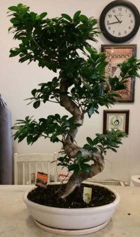 100 cm yksekliinde dev bonsai japon aac  zmit Kocaeli Gebze nternetten iek siparii verebilirsiniz. 