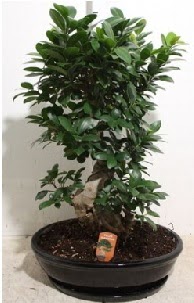 75 CM Ginseng bonsai Japon aac  Kocaeli yurt d iek siparii vermek iin doru yerdesiniz. Bizi arayn 0-262-3315989 