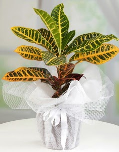 Orta boy kraton saks bitkisi  Kocaeli iek sitemizden yeliksiz online sipari verebilirsiniz 