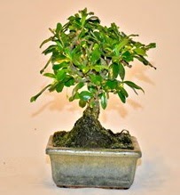 Zelco bonsai saks bitkisi  Kocaeli iek sitemizden yeliksiz online sipari verebilirsiniz 