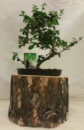 Doal ktk iinde bonsai japon aac  zmit Kocaeli Gebze nternetten iek siparii verebilirsiniz. 
