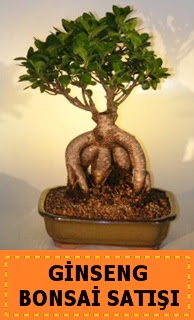 Ginseng bonsai sat japon aac  zmit Kocaeli Glck iek yolla , iek gnder , ieki  