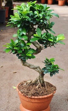 Orta boy bonsai saks bitkisi  zmit Kocaeli Yenikent iekileri firmamz kaliteli taze ve ucuz iekler sunar 