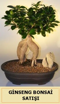 thal Ginseng bonsai sat japon aac  zmit Kocaeli Krfez online ieki , iek siparii 