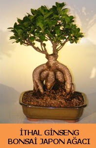 thal japon aac ginseng bonsai sat  zmit Kocaeli Gebze nternetten iek siparii verebilirsiniz. 