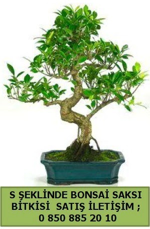 thal S eklinde dal erilii bonsai sat  zmit Krfez her semtine iek gnderin 