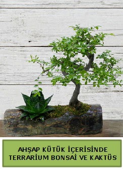 Ahap ktk bonsai kakts teraryum  zmit Kocaeli Yenikent iekileri firmamz kaliteli taze ve ucuz iekler sunar 