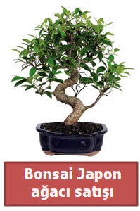 Japon aac bonsai sat  zmit Kocaeli Krfez online ieki , iek siparii 