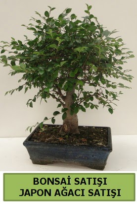 Minyatr bonsai japon aac sat  zmit iek gnderme firmas 