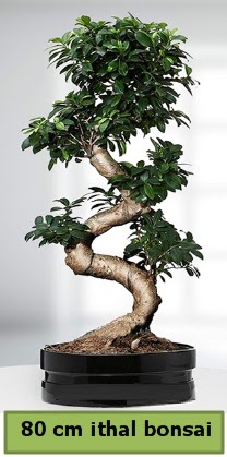 80 cm zel saksda bonsai bitkisi  zmit pasta ,iek ve tatl gnderme firmas 