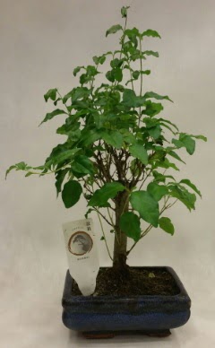 Minyatr bonsai japon aac sat  zmit pasta ,iek ve tatl gnderme firmas 
