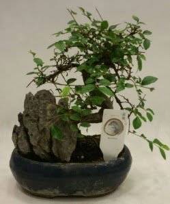 thal 1.ci kalite bonsai japon aac  zmit Kocaeli iek yollayarak sevdiklerinizi martn 