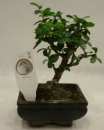 Kk minyatr bonsai japon aac  zmit Krfez her semtine iek gnderin 