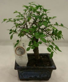 Minyatr ithal japon aac bonsai bitkisi  zmit Kocaeli iek yollayarak sevdiklerinizi martn 