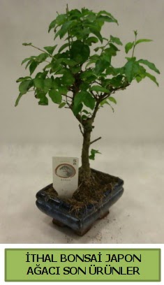 thal bonsai japon aac bitkisi  hediye Kocaeli rnlerimiz sizlere zel hazrlanmaktadr 