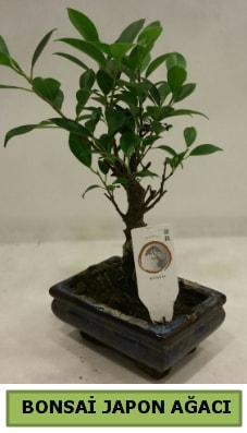Bonsai japon aac saks bitkisi  Kocaeli iek sitemizden yeliksiz online sipari verebilirsiniz 