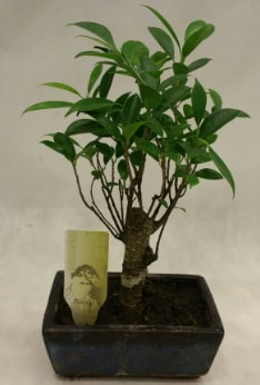 Japon aac bonsai bitkisi sat  zmit pasta ,iek ve tatl gnderme firmas 