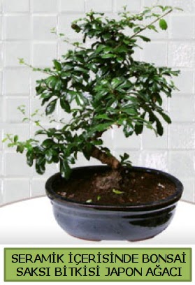 Seramik vazoda bonsai japon aac bitkisi  zmit Kocaeli Krfez online ieki , iek siparii 