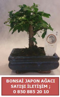 Japon aac minyar bonsai sat  zmit Kocaeli iek yollayarak sevdiklerinizi martn 