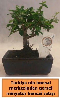 Japon aac bonsai sat ithal grsel  zmit iek ve pasta sat grsel hediyelik sunar 0-262-3315989