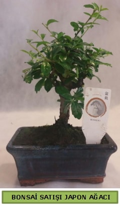 Minyatr bonsai aac sat  zmit Krfez her semtine iek gnderin 