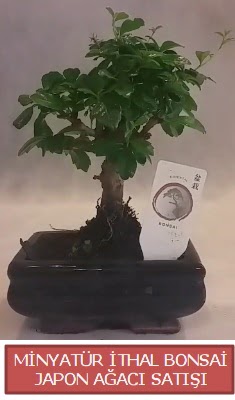 Kk grsel bonsai japon aac bitkisi  Kocaeli sizlerin istekleri dorultusunda zel iek tasarmlar yapyoruz 