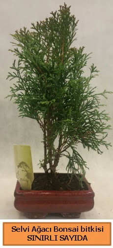 Selvi aac bonsai japon aac bitkisi  zmit Kocaeli iek yollayarak sevdiklerinizi martn 
