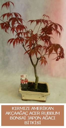 Amerikan akaaa Acer Rubrum bonsai  zmit iin sevgilime en gzel hediye iek ve doru yerdesiniz 